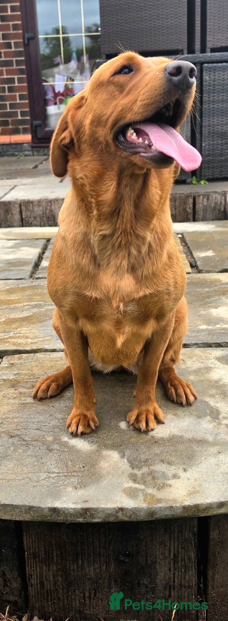 Labrador Retriever dogs 1 BEAUTIFUL FOX RED KC GIRL  - Advert 2