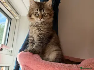 British Longhair cats looking for a lovely home READY TO COLLECT - Advert 1