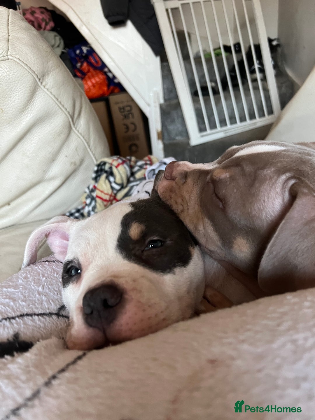 American Bully dogs for sale: Pocket Bully puppy GIRL - FOR SALE - Advert 2