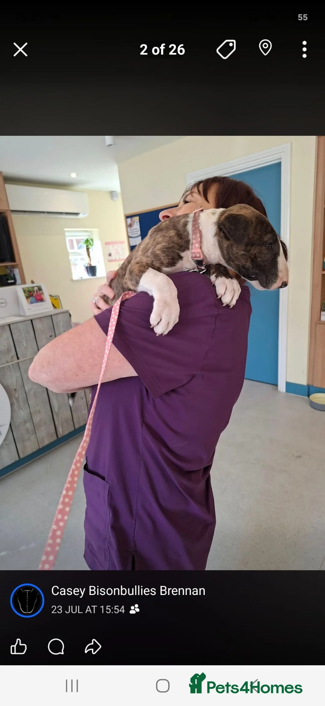 English Bull Terrier dogs for sale: Pick of the litter available  in Slough - Advert 11