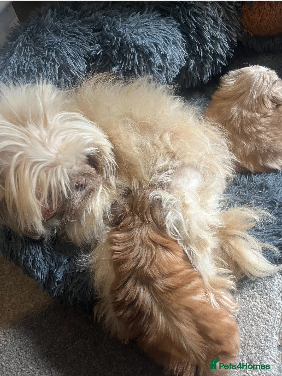 Shih Tzu dogs for sale: ✨Tiny Imperial Shih Tzu puppies ✨ - Advert 2
