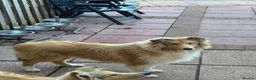 Rough Collie dogs for sale: KC registered 6 month male puppy - Advert 3