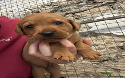Labrador Retriever dogs for sale: KC reg health tested lab pups  - Image 13