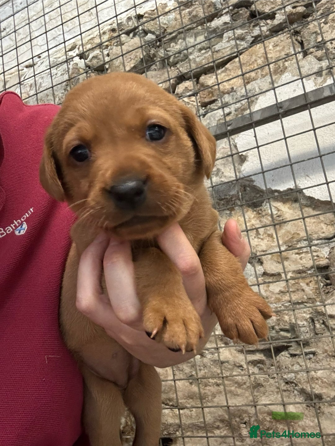 Labrador Retriever dogs for sale: KC reg health tested lab pups  - Image 13