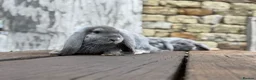 French Lop rabbits for sale: Stunning xl French lops  - Advert 6