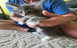 Maine Coon cats for sale: Gorgeous maine coon kittens  - Image 11