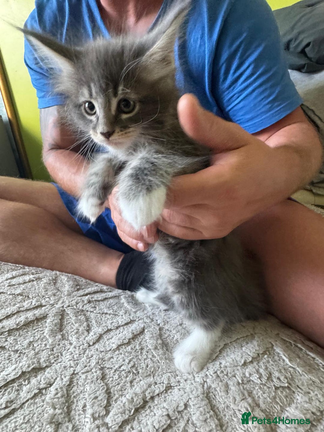 Maine Coon cats for sale: Gorgeous maine coon kittens  - Image 11