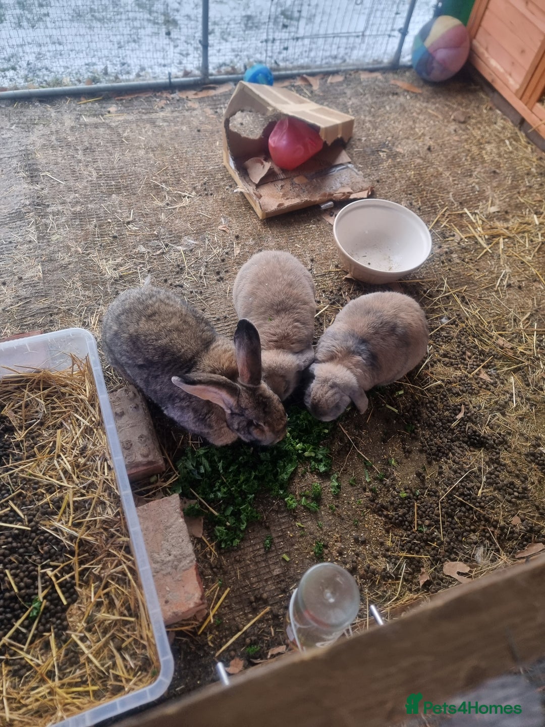 French Lop rabbits for sale: Several rabbits needing rehoming donation req  - Advert 5