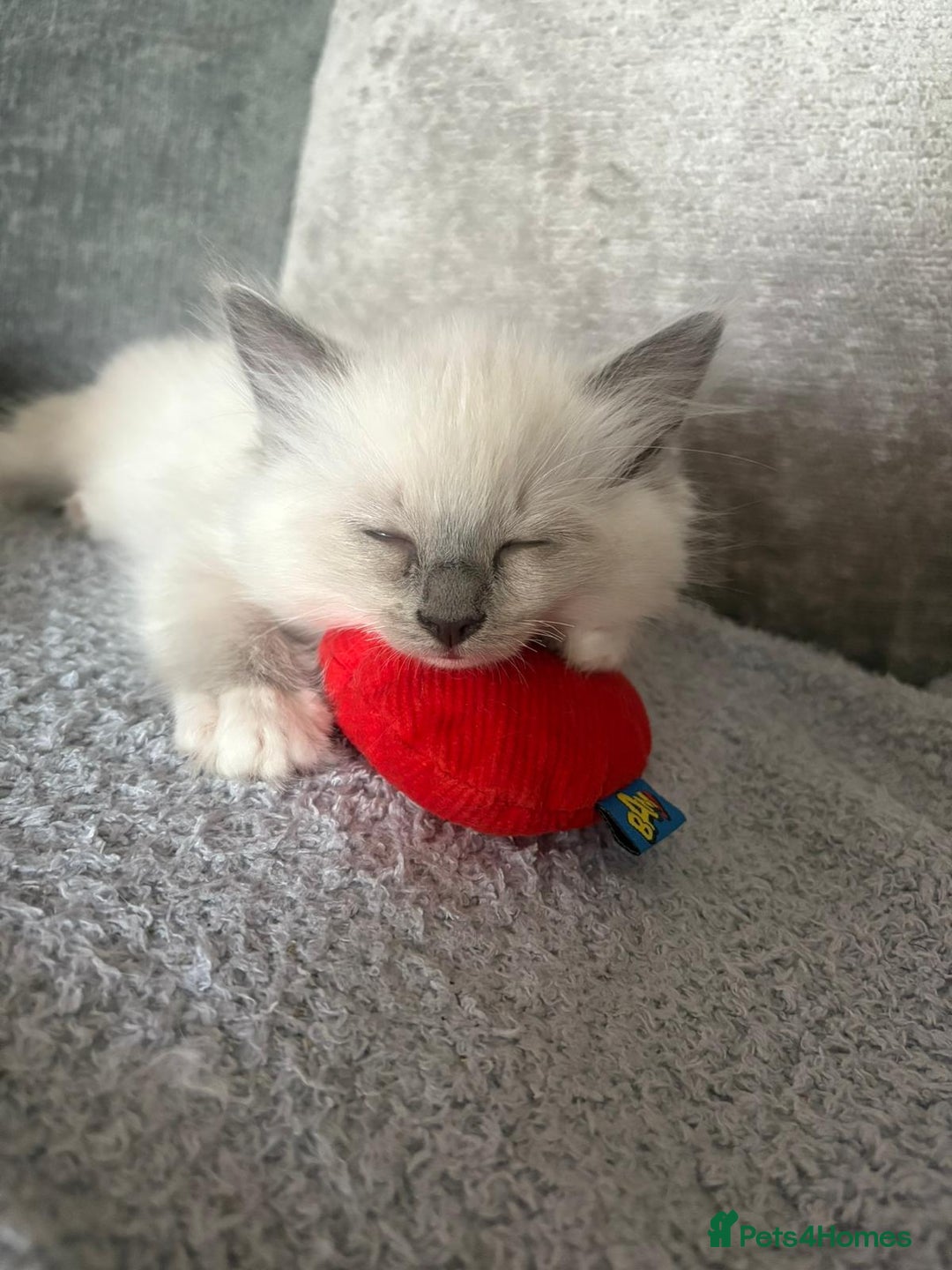 Ragdoll cats for sale: Ragdoll girl in Dunstable - Image 1