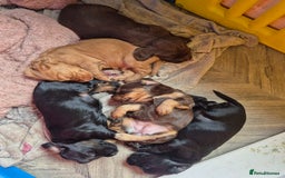 Cocker Spaniel dogs for sale: Cocker spaniels - Image 6