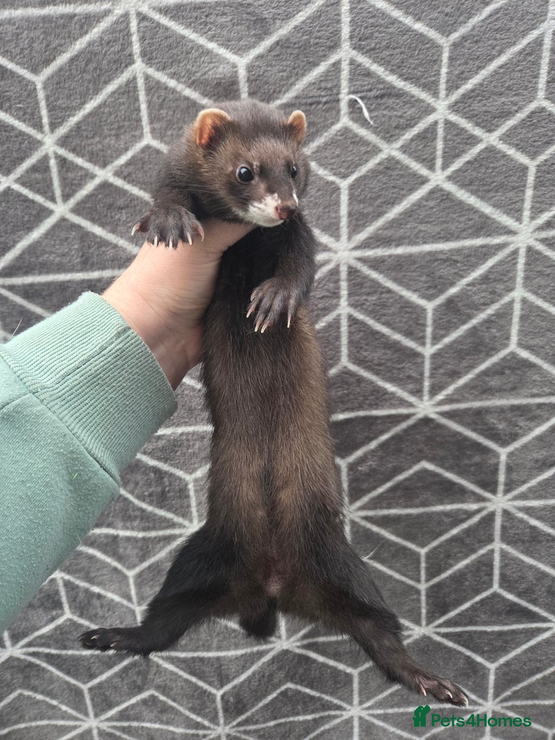 Ferret rodents for sale: 4 stunning ferrets looking for new homes - Advert 10