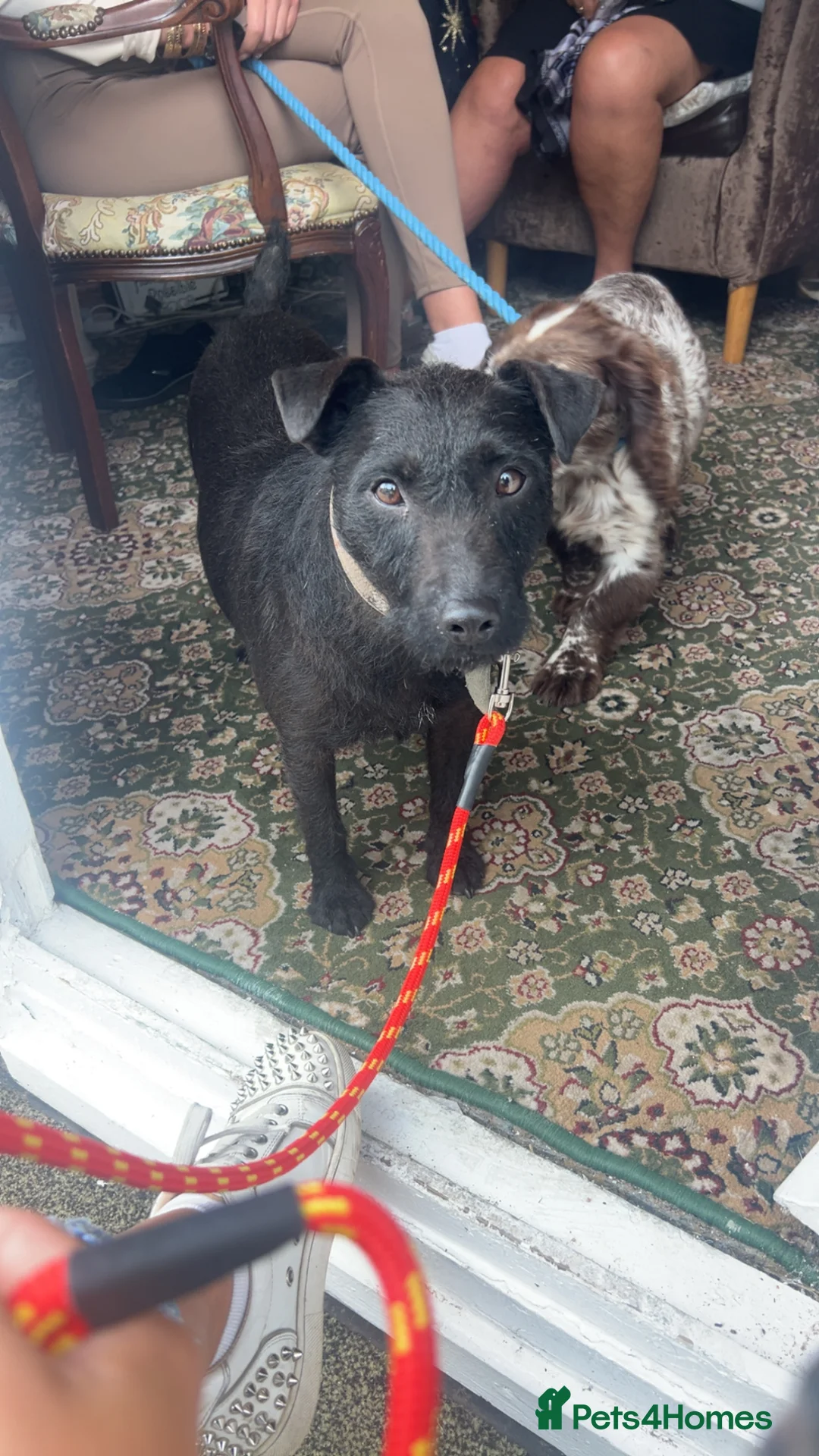 Patterdale Terrier dogs for sale: Beautiful patterdail pups  in Castleford - Advert 1