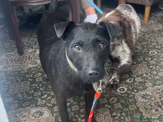 Patterdale Terrier dogs Beautiful patterdail pups - Advert 1