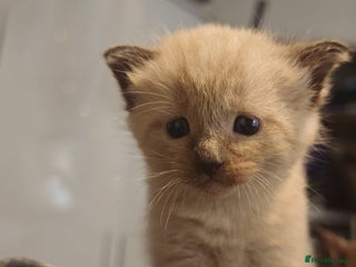 Ragdoll cats Gorgeous Tonkdoll kittens - Advert 11