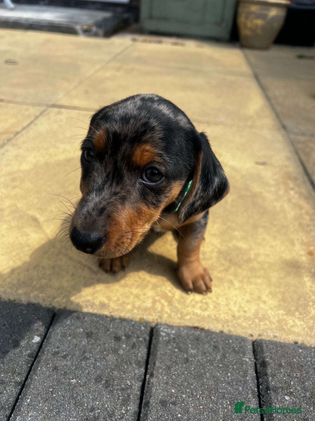 Mixed Breed dogs for sale: 6 stunning jackshund puppies ready to leave now - Image 5
