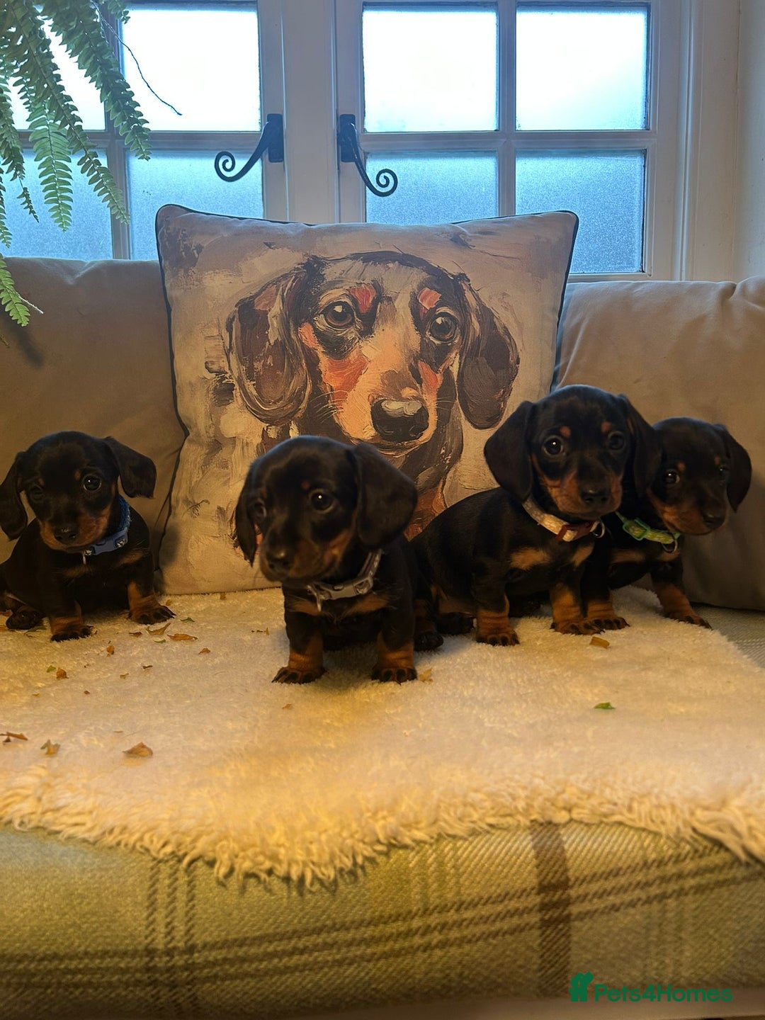 Miniature Dachshund dogs for sale: Beautiful Very Miniature Dachshunds - Advert 12
