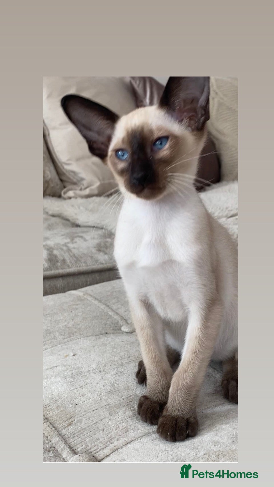 Oriental cats Male Chocolate point  - Advert 18