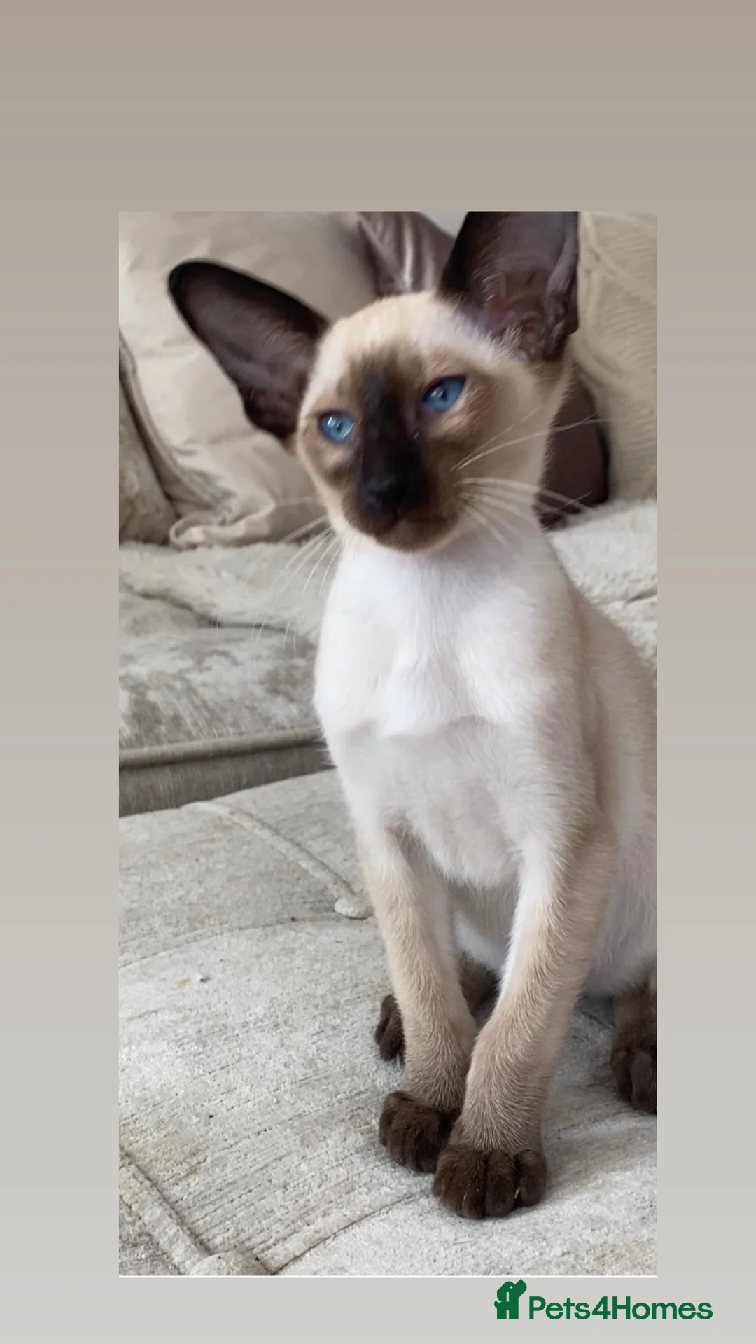 Oriental cats for sale: Male Chocolate point  - Advert 1