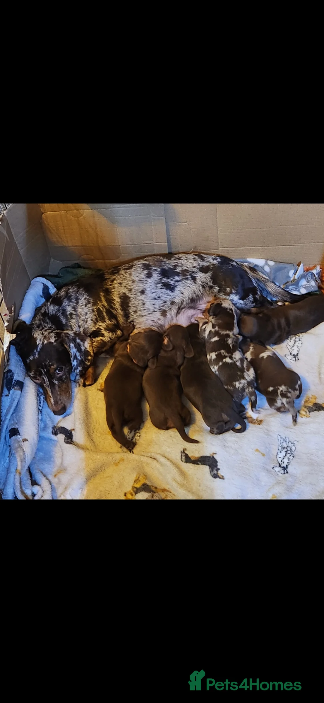 Miniature Dachshund dogs for sale: READY TO LEAVE  - Advert 2