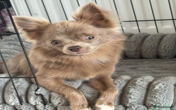 Chihuahua dogs for sale: Beautiful Long Coat Chihuahua Puppies - Image 10