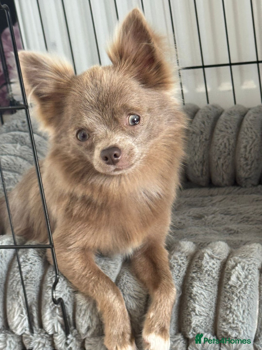 Chihuahua dogs for sale: Beautiful Long Coat Chihuahua Puppies - Image 10