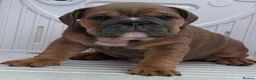 English Bulldog dogs for sale: Quality KC Registered Bulldog Puppies - Advert 8