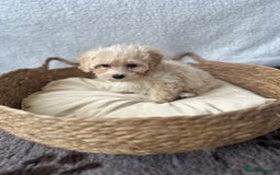 Maltipoo dogs for sale: F1 Toy Maltipoo puppys   - Image 10