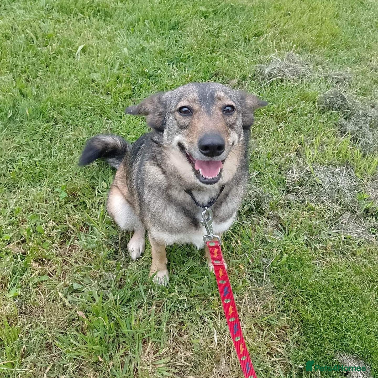 Mixed Breed dogs Careful Carly - Advert 3