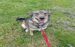 Mixed Breed dogs for adoption: Careful Carly - Image 1