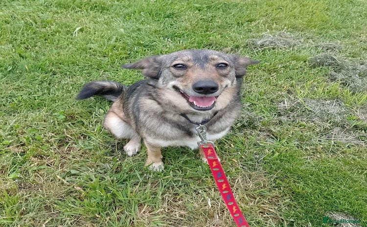 Mixed Breed dogs - Advert 15