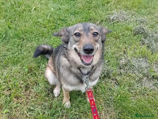 Mixed Breed dogs for adoption: Careful Carly - Advert 4