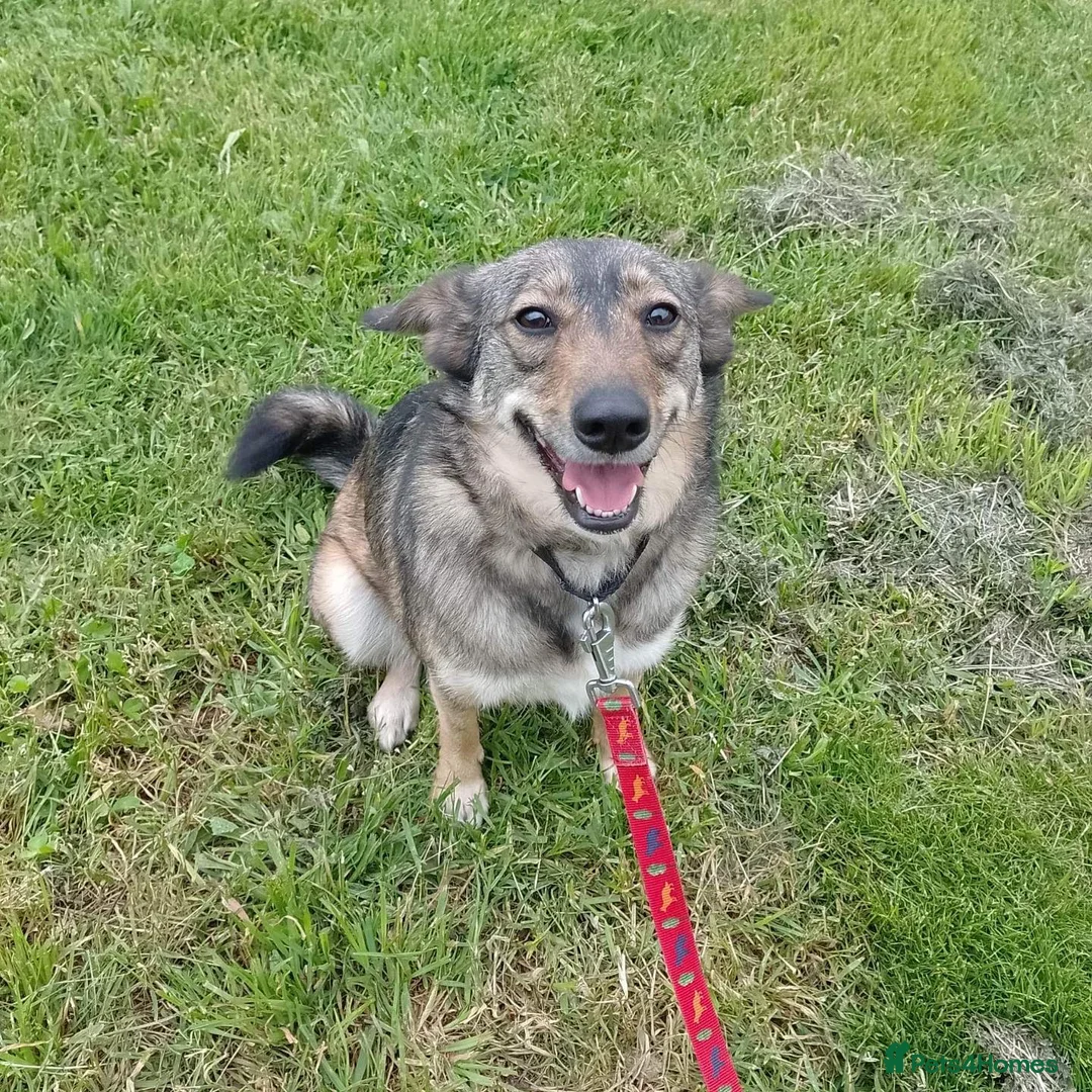 Mixed Breed dogs for adoption: Careful Carly - Advert 1