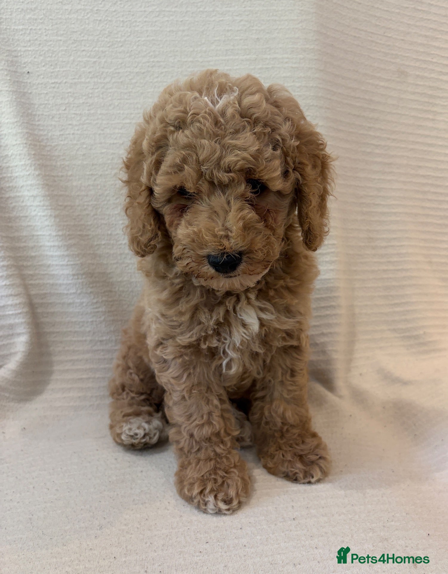 Cockapoo dogs F1 cockapoo puppies ready now  - Advert 12