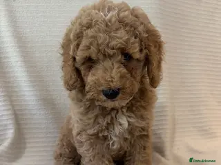 Cockapoo dogs F1 cockapoo puppies ready now - Advert 12