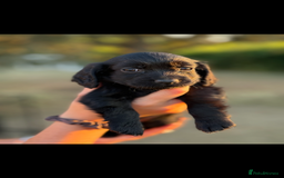 Cocker Spaniel dogs for sale: Black working cocker puppies - Image 9