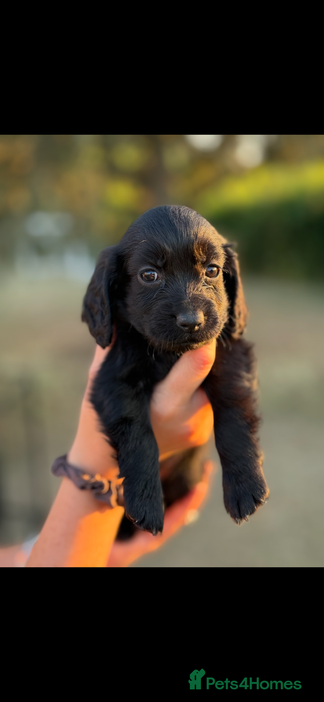 Cocker Spaniel dogs for sale: Black working cocker puppies - Image 9