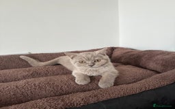 British Shorthair cats for sale: Kitten bundle - sale  - Image 4