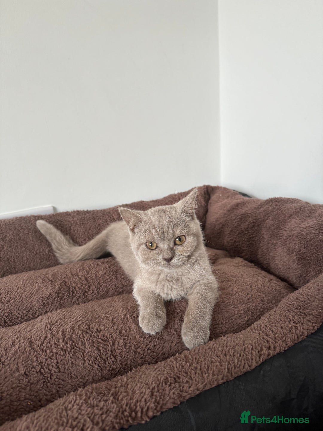 British Shorthair cats for sale: Kitten bundle - sale  - Image 4