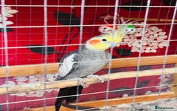 Cockatiels birds for sale: Cockatiel for sale - Image 4