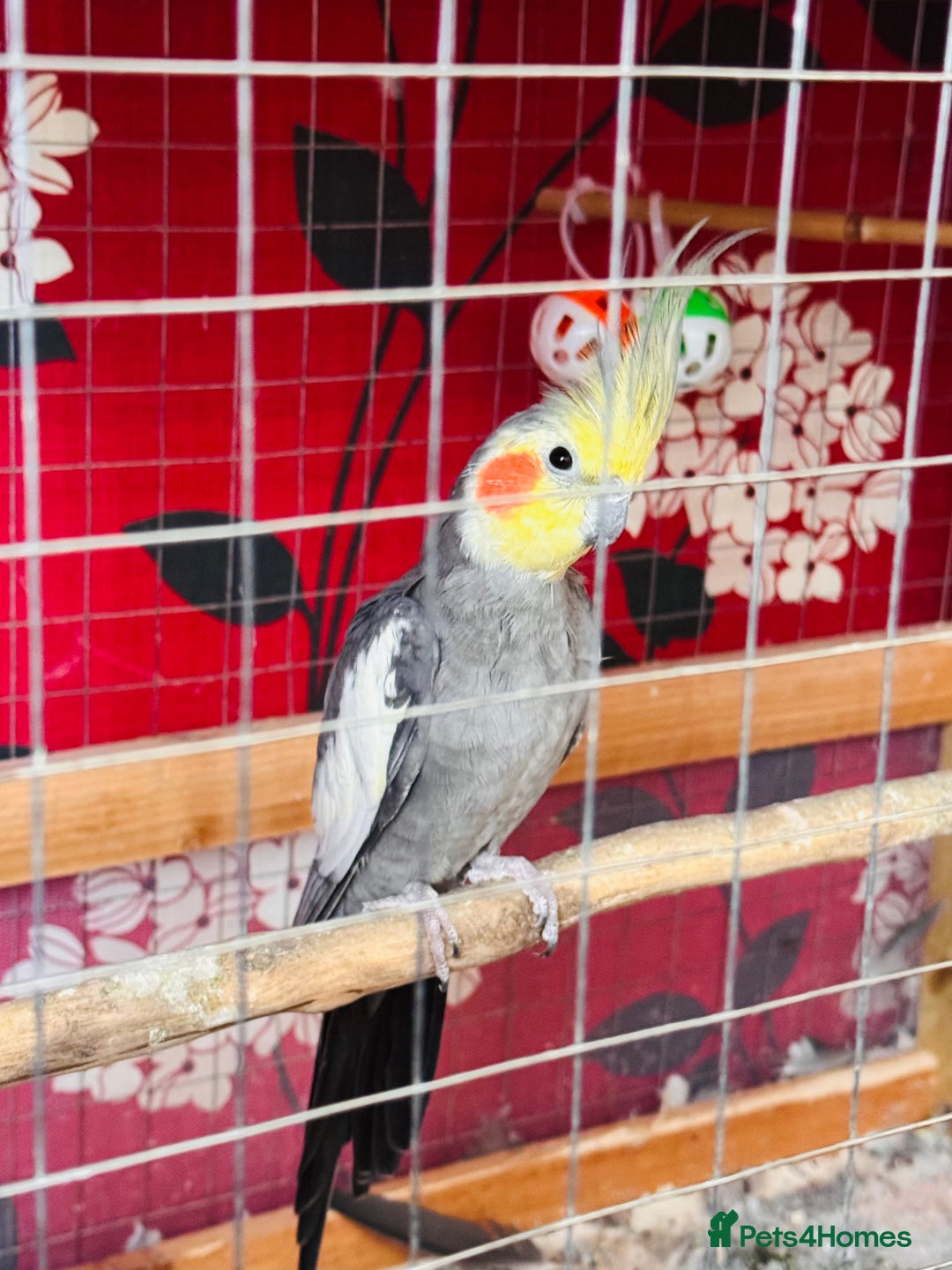 Cockatiels birds for sale: Cockatiel for sale - Image 4