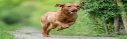 Labrador Retriever dogs for stud: FOX RED LABRADOR  AVAILABLE AT STUD in Newark - Advert 3
