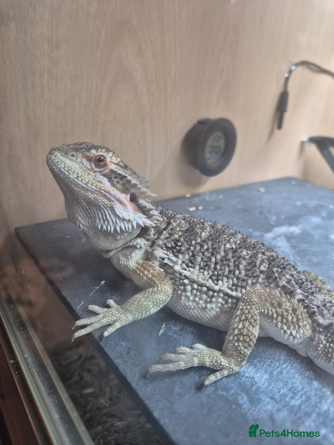 Bearded Dragon reptiles for sale: Bearded Dragon 5 months old - Advert 5
