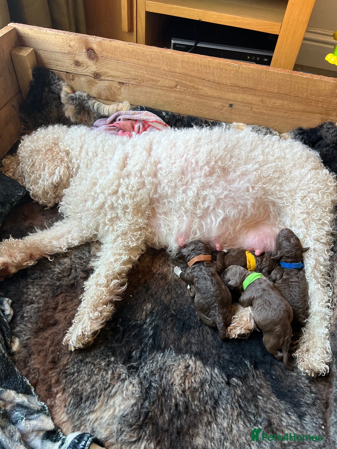 Lagotto Romagnolo dogs for sale: Authentic Lagotto Romagnolo Puppies for Sale KC  - Image 11