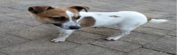 Jack Russell dogs for sale: Jack russell  - Advert 1