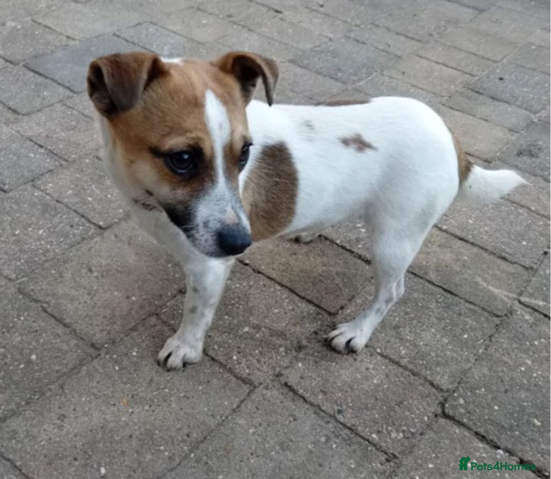 Jack Russell dogs for sale: Jack russell  - Advert 1