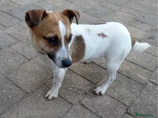 Jack Russell dogs Jack russell - Advert 2