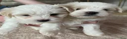 Mixed Breed dogs for sale: Lhatese puppies  - Advert 10