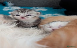 Maine Coon cats for sale: Maine coon X kittens  - Image 7