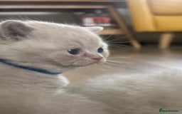 British Shorthair cats for sale: Tica registered British Shorthair Kittens - Image 6