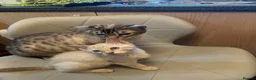 Bengal cats for sale: BEAUTIFUL❤️ OUTSTANDING FELINES KITTENS 🐈‍⬛❤️ - Advert 3
